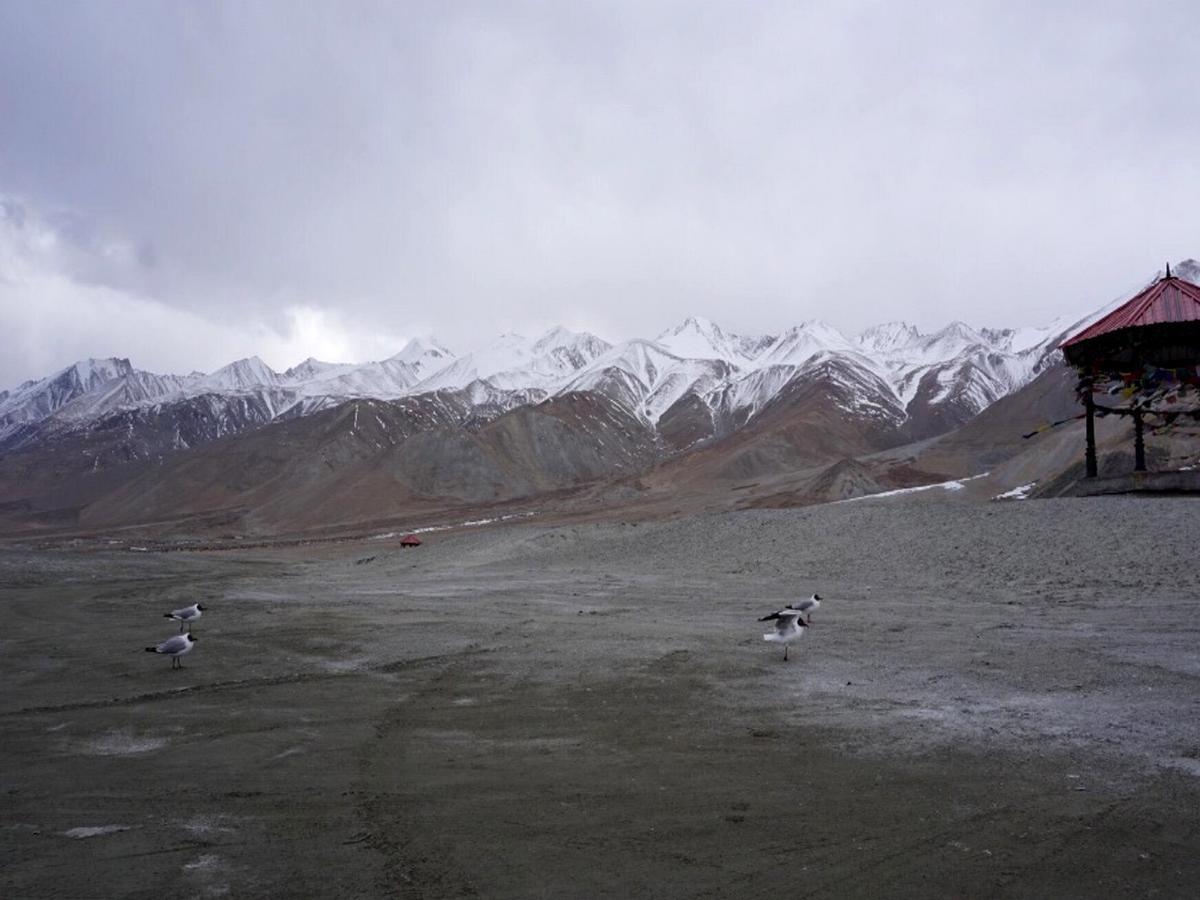Pangong Delight Camps And Cottages Spangmik Экстерьер фото
